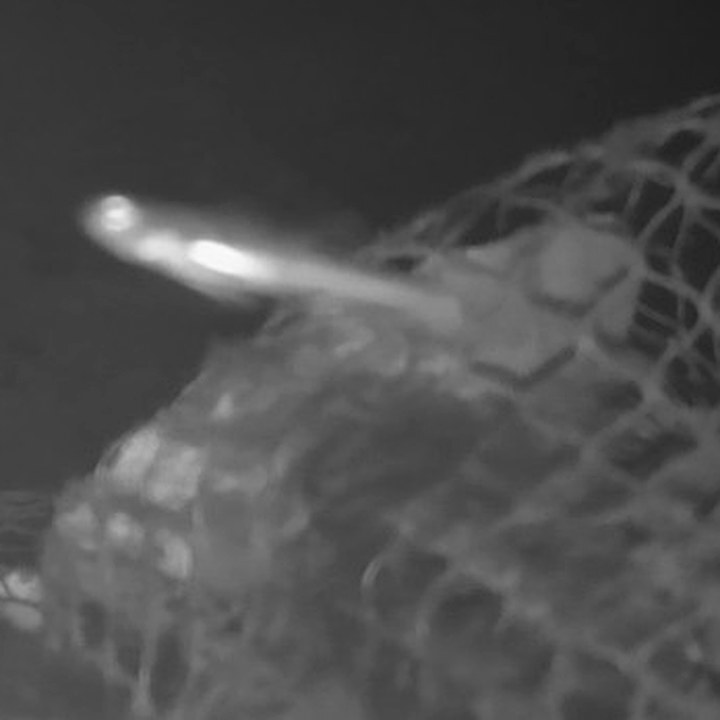 Fish beside a net at night, seen by an infrared camera
