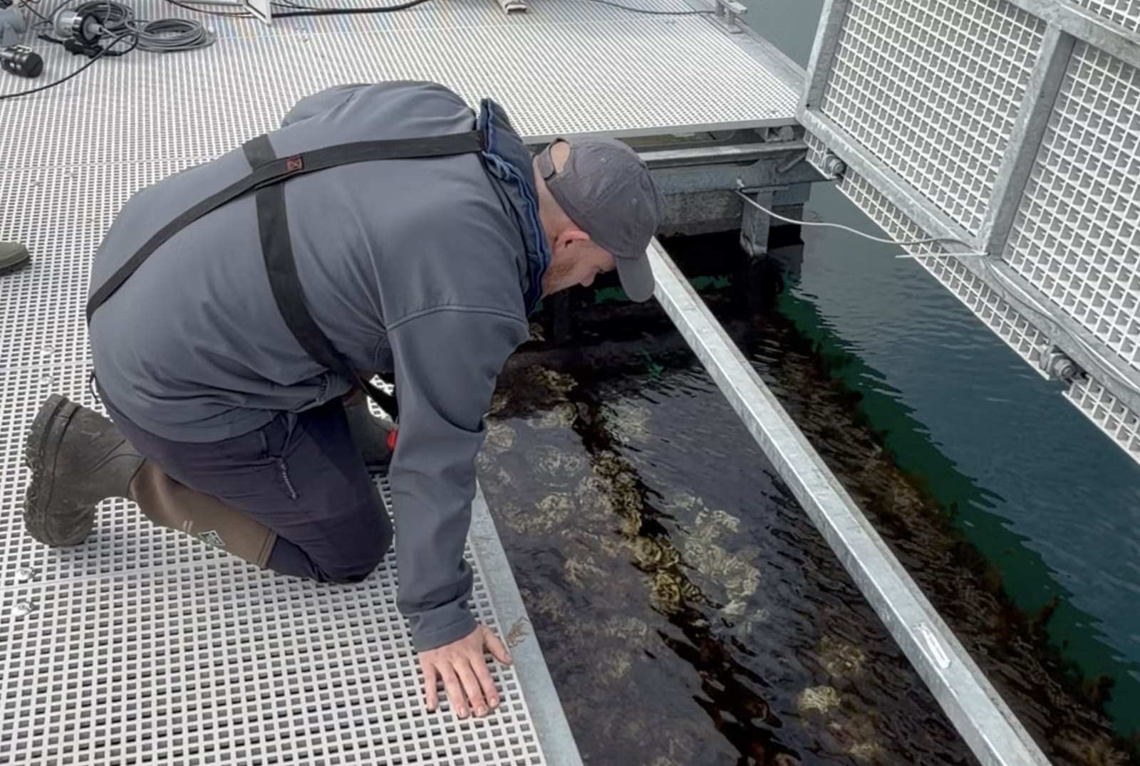 Checking native oysters growing on the floating reef at Glenarm Marina