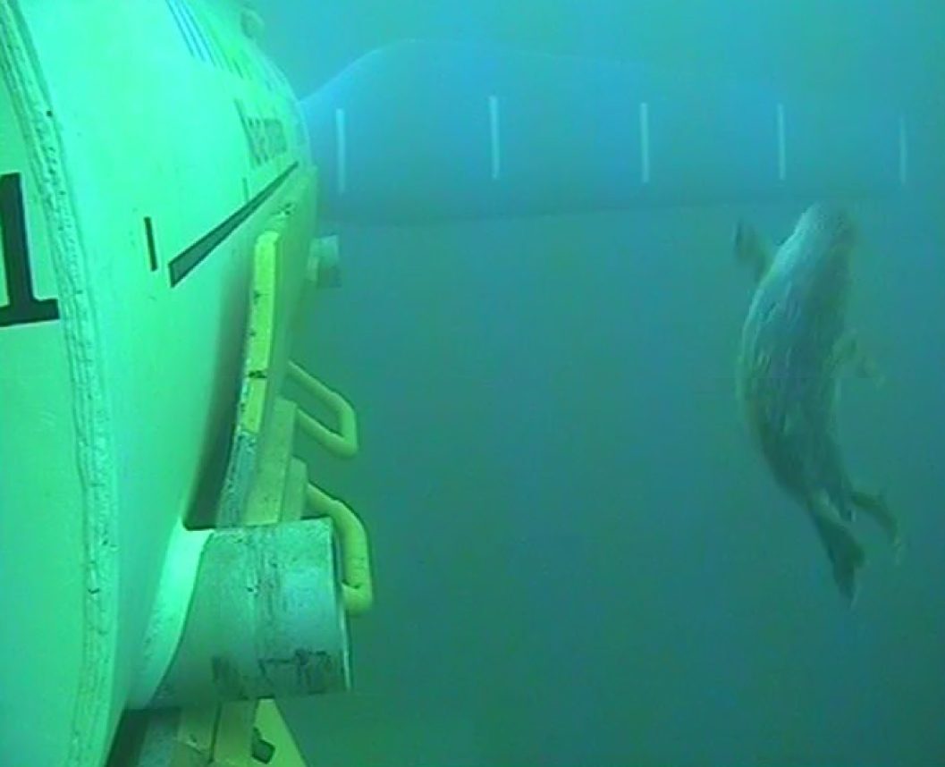 Seal filmed by an Ecodetect camera mounted on a Nova Innovation tidal turbine