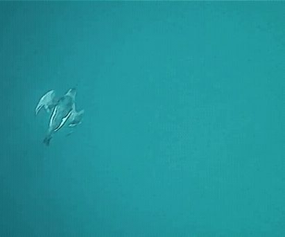 Dolphins detected in underwater imagery near Orbital Marine Power’s O2-X turbine