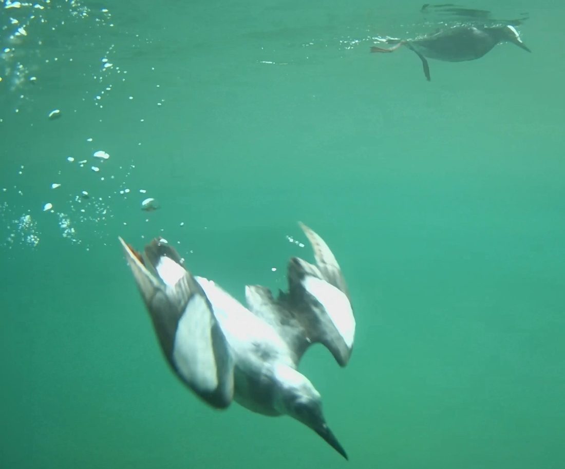 Guillemots diving underwater, filmed by an Ecodetect optical camera